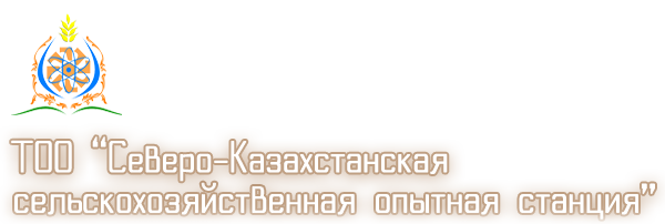 site identity